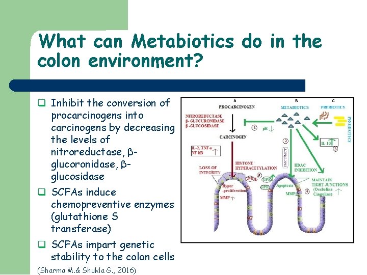 What can Metabiotics do in the colon environment? Inhibit the conversion of procarcinogens into