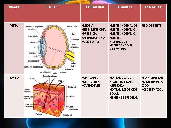 ÓRGANO PARTES ENFERMEDAD TRATAMIENTO ANALGESICO VISTA • MIOPÍA • HIPERMETROPÍA • PRESBICIA • ASTIGMATISMO