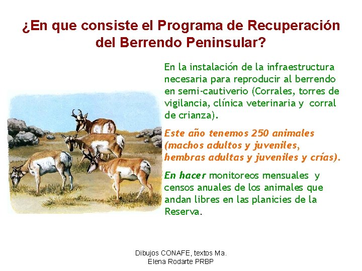 ¿En que consiste el Programa de Recuperación del Berrendo Peninsular? En la instalación de