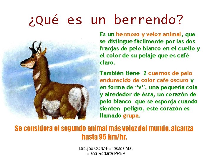 ¿Qué es un berrendo? Es un hermoso y veloz animal, que se distingue fácilmente