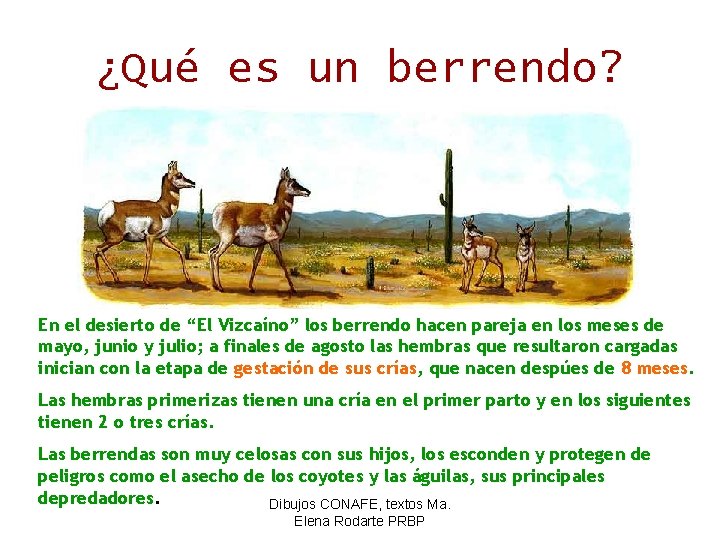 ¿Qué es un berrendo? En el desierto de “El Vizcaíno” los berrendo hacen pareja