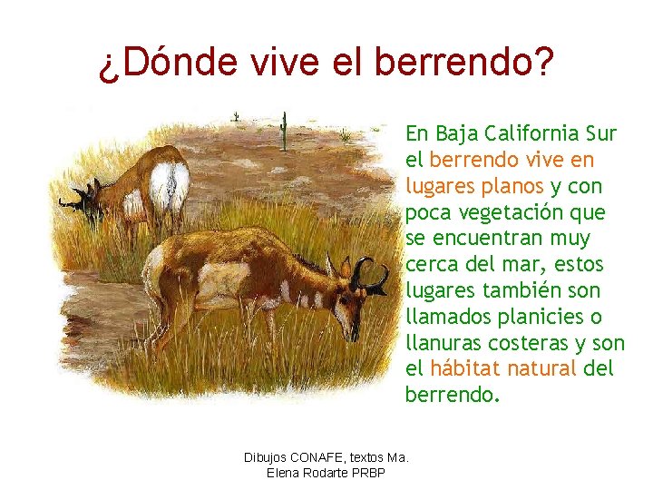 ¿Dónde vive el berrendo? En Baja California Sur el berrendo vive en lugares planos