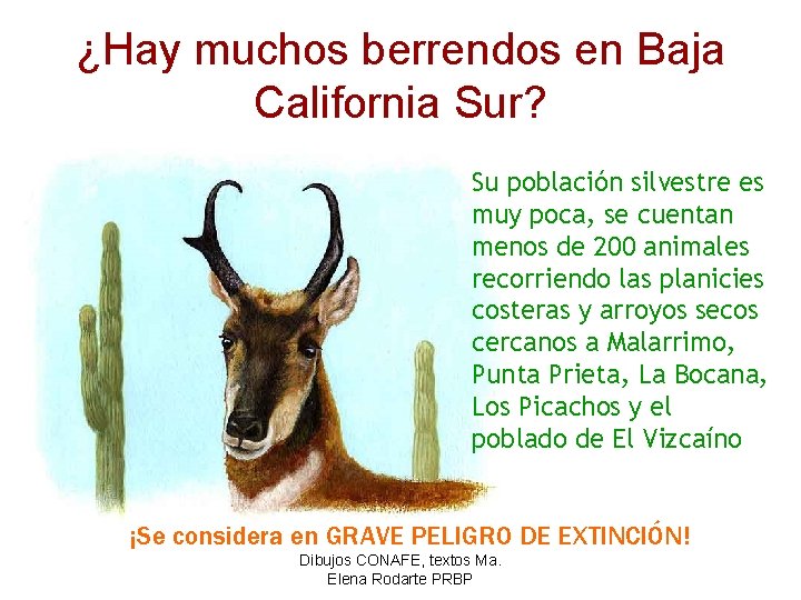 ¿Hay muchos berrendos en Baja California Sur? Su población silvestre es muy poca, se