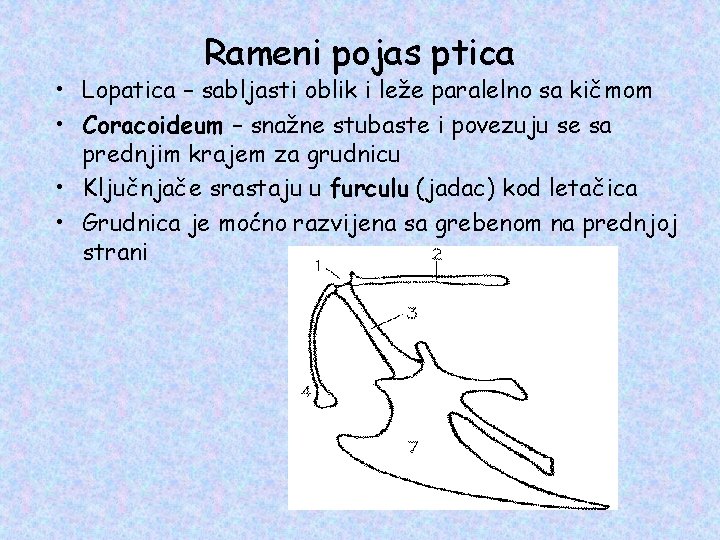 Rameni pojas ptica • Lopatica – sabljasti oblik i leže paralelno sa kičmom •