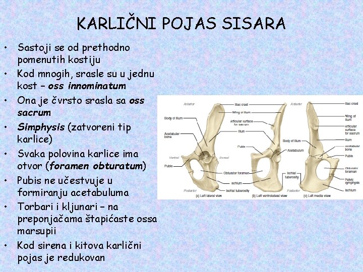 KARLIČNI POJAS SISARA • Sastoji se od prethodno pomenutih kostiju • Kod mnogih, srasle