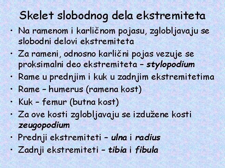 Skelet slobodnog dela ekstremiteta • Na ramenom i karličnom pojasu, zglobljavaju se slobodni delovi