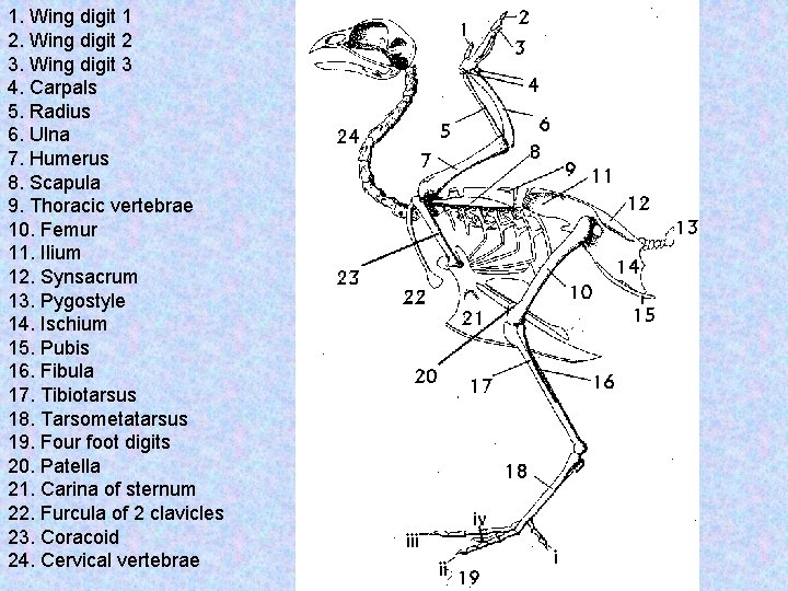 1. Wing digit 1 2. Wing digit 2 3. Wing digit 3 4. Carpals