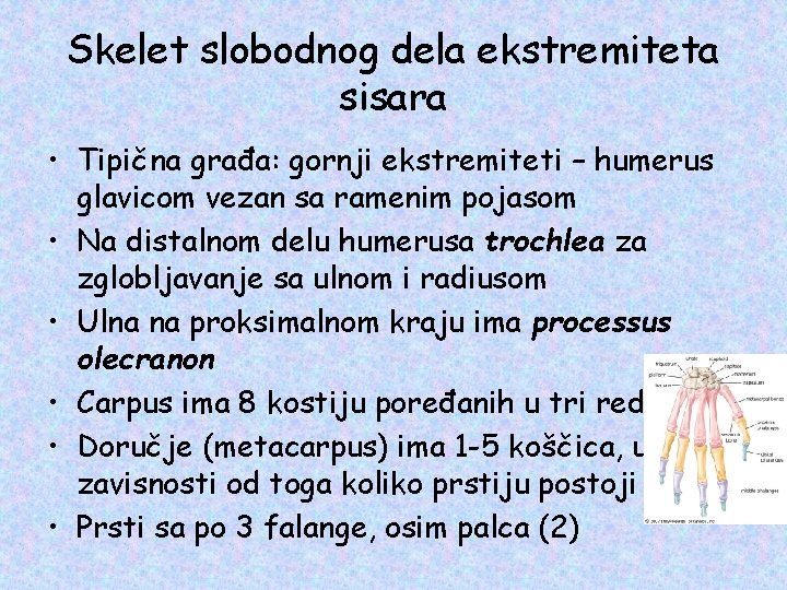 Skelet slobodnog dela ekstremiteta sisara • Tipična građa: gornji ekstremiteti – humerus glavicom vezan