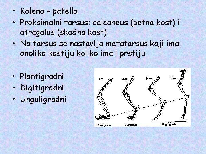  • Koleno – patella • Proksimalni tarsus: calcaneus (petna kost) i atragalus (skočna