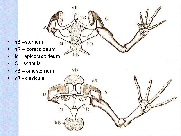  • • • h. B –sternum h. R – coracoideum M – epicoracoideum