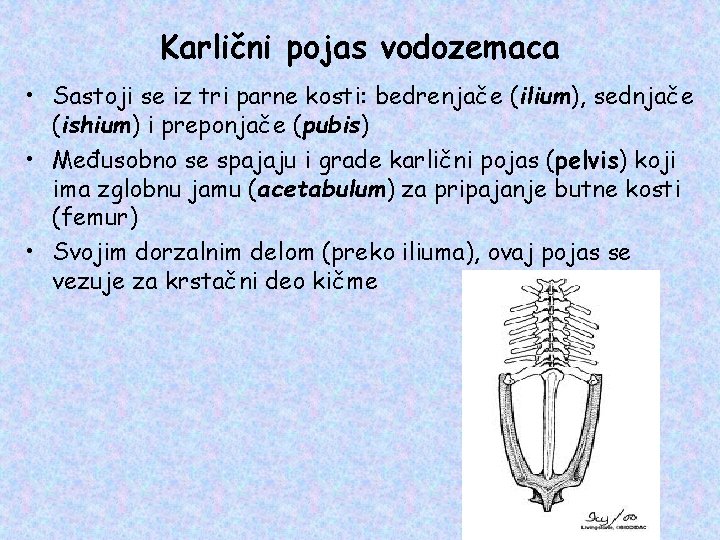 Karlični pojas vodozemaca • Sastoji se iz tri parne kosti: bedrenjače (ilium), sednjače (ishium)