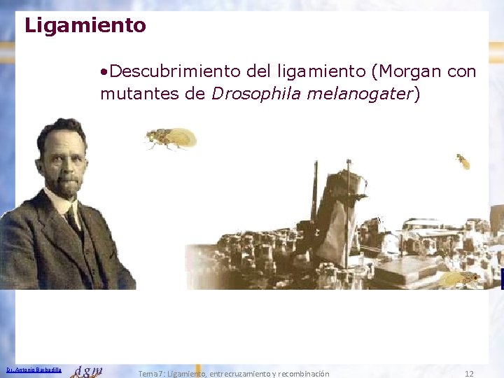 Ligamiento • Descubrimiento del ligamiento (Morgan con mutantes de Drosophila melanogater) Dr. Antonio Barbadilla