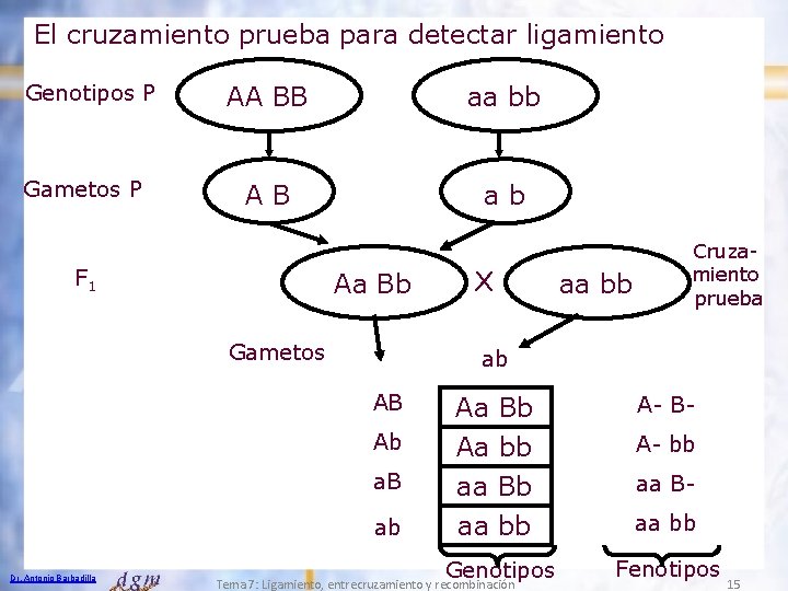 El cruzamiento prueba para detectar ligamiento Genotipos P Gametos P AA BB aa bb