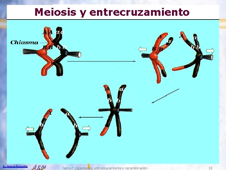 Meiosis y entrecruzamiento Dr. Antonio Barbadilla Tema 7: Ligamiento, entrecruzamiento y recombinación 18 