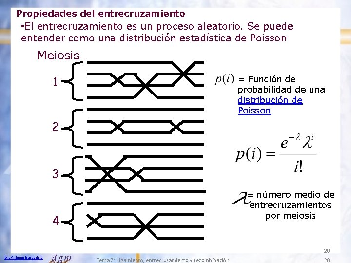 Propiedades del entrecruzamiento • El entrecruzamiento es un proceso aleatorio. Se puede entender como