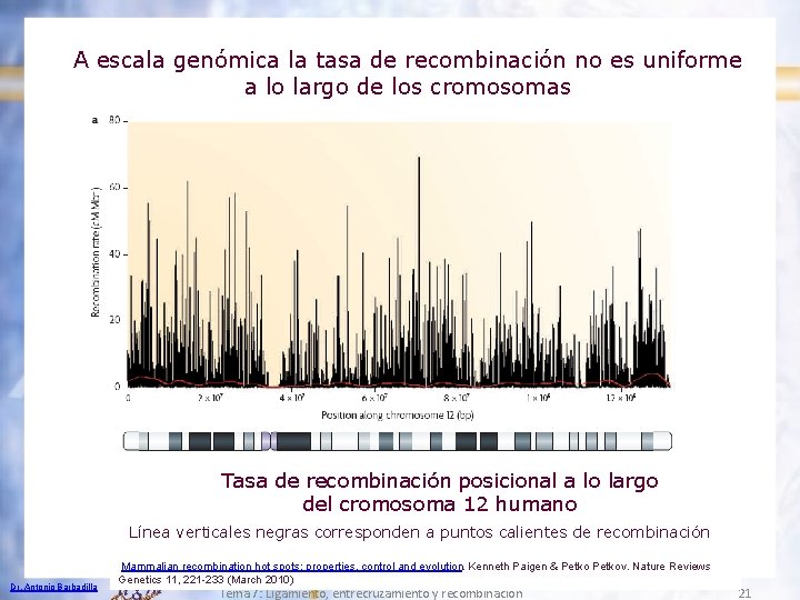 A escala genómica la tasa de recombinación no es uniforme a lo largo de