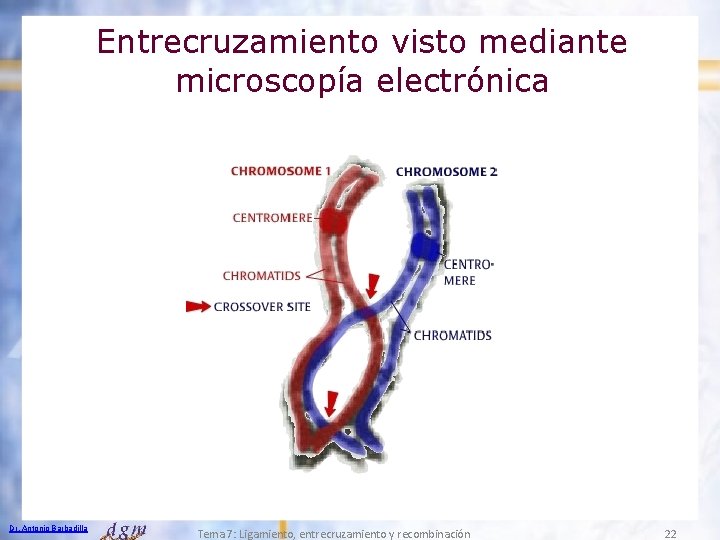 Entrecruzamiento visto mediante microscopía electrónica Dr. Antonio Barbadilla Tema 7: Ligamiento, entrecruzamiento y recombinación