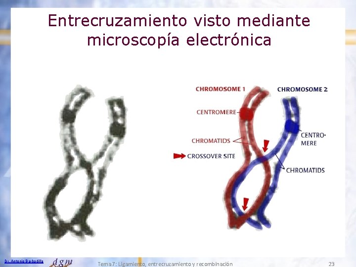 Entrecruzamiento visto mediante microscopía electrónica Dr. Antonio Barbadilla Tema 7: Ligamiento, entrecruzamiento y recombinación