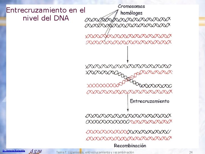 Entrecruzamiento en el nivel del DNA Dr. Antonio Barbadilla Tema 7: Ligamiento, entrecruzamiento y