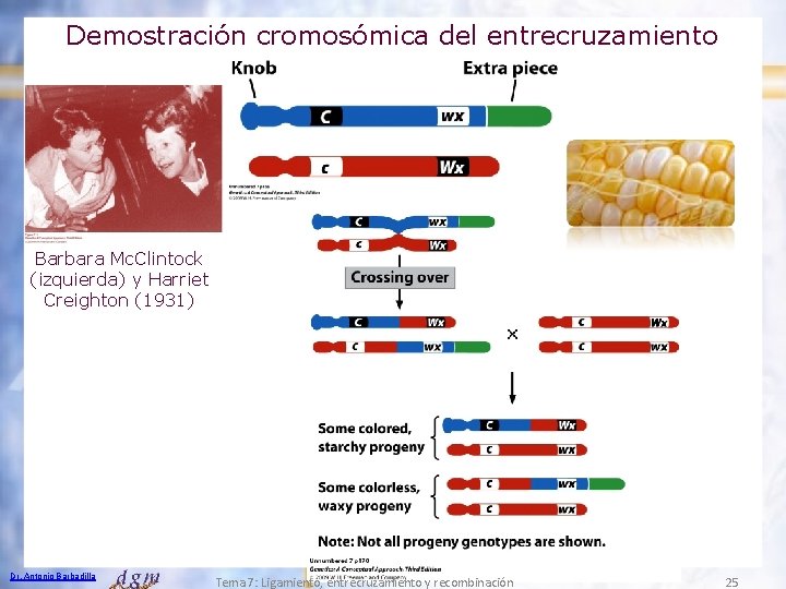 Demostración cromosómica del entrecruzamiento Barbara Mc. Clintock (izquierda) y Harriet Creighton (1931) Dr. Antonio