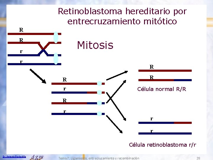 Retinoblastoma hereditario por entrecruzamiento mitótico R R Mitosis r r R R R r