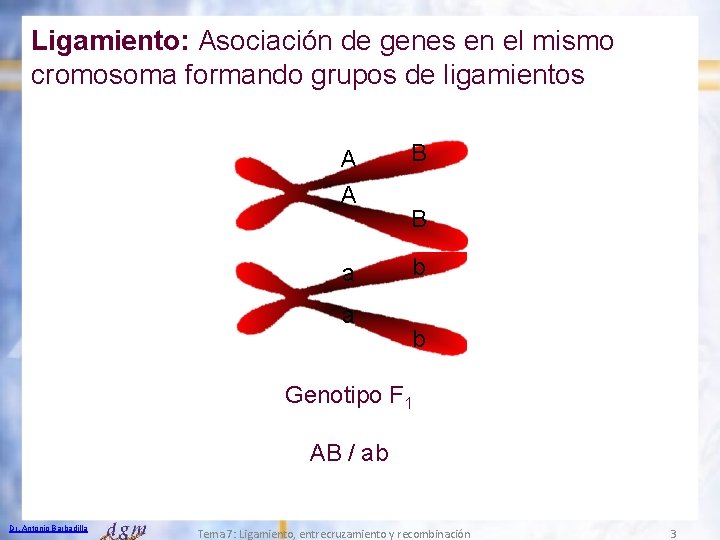 Ligamiento: Asociación de genes en el mismo cromosoma formando grupos de ligamientos A A