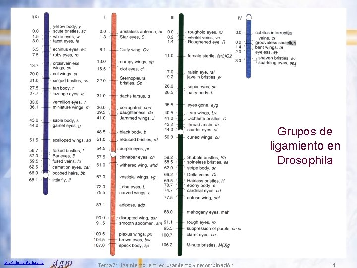 Grupos de ligamiento en Drosophila Dr. Antonio Barbadilla Tema 7: Ligamiento, entrecruzamiento y recombinación