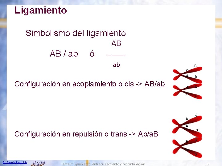 Ligamiento Simbolismo del ligamiento AB / ab ó ____ ab A A Configuración en