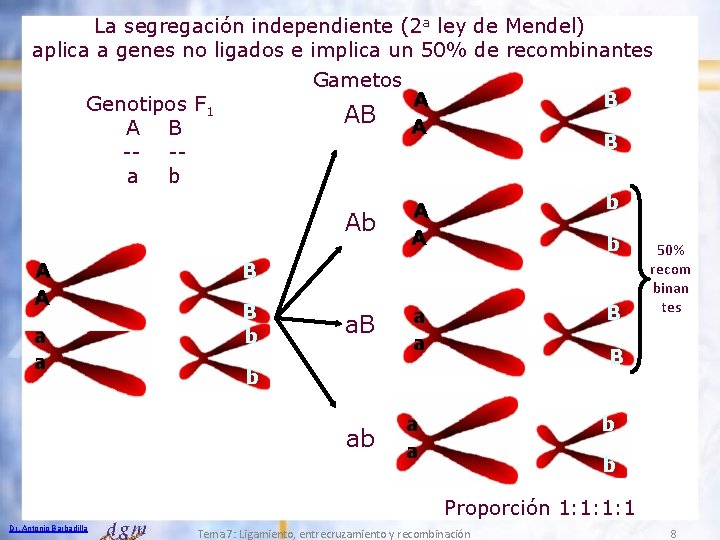 La segregación independiente (2 a ley de Mendel) aplica a genes no ligados e