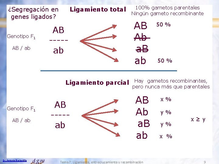 ¿Segregación en genes ligados? Genotipo F 1 AB / ab Ligamiento total AB ----ab