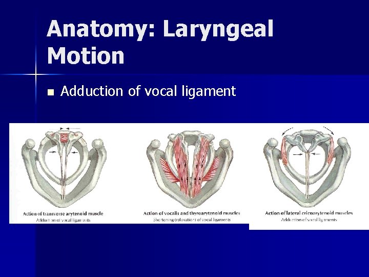 Anatomy: Laryngeal Motion n Adduction of vocal ligament 