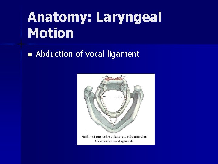 Anatomy: Laryngeal Motion n Abduction of vocal ligament 