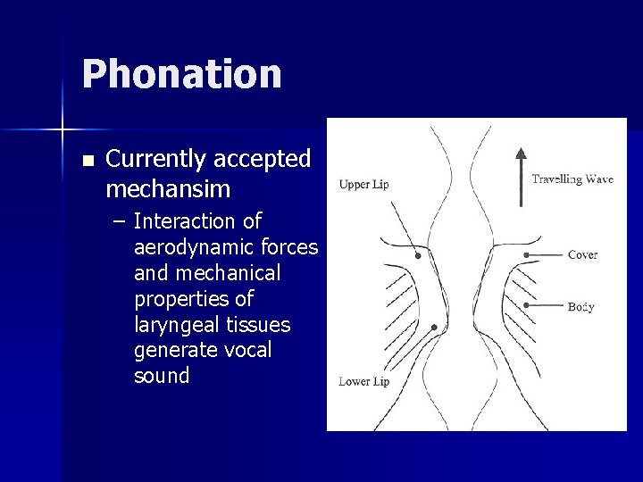 Phonation n Currently accepted mechansim – Interaction of aerodynamic forces and mechanical properties of