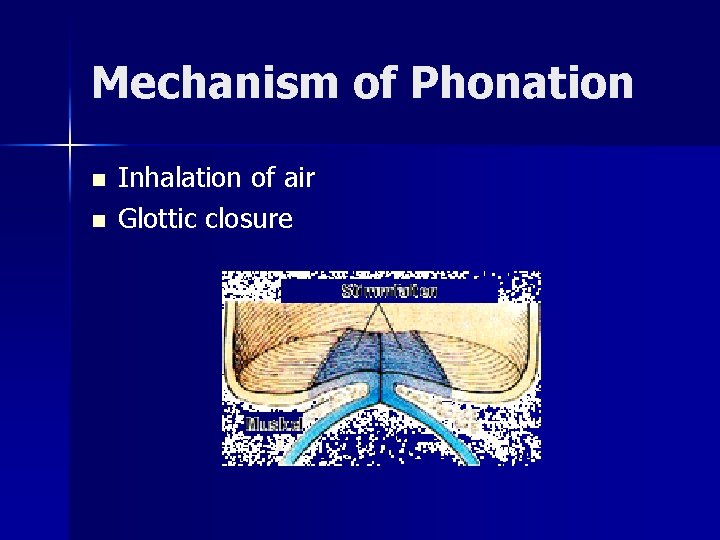 Mechanism of Phonation n n Inhalation of air Glottic closure 