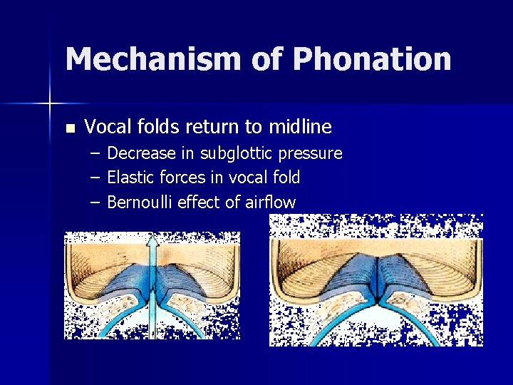 Mechanism of Phonation n Vocal folds return to midline – – – Decrease in