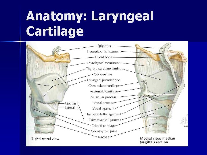 Anatomy: Laryngeal Cartilage 