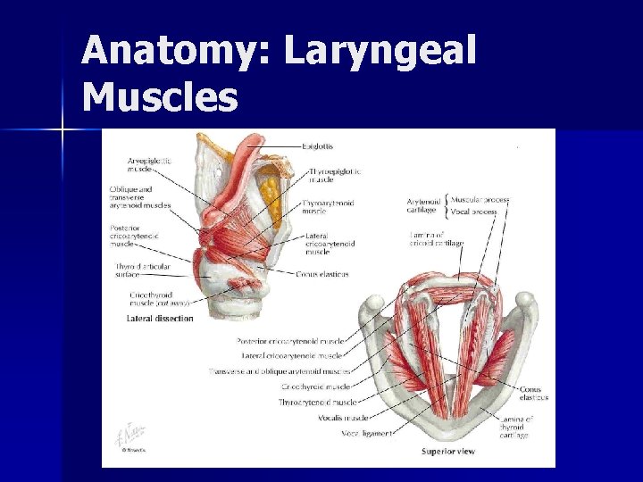 Anatomy: Laryngeal Muscles 