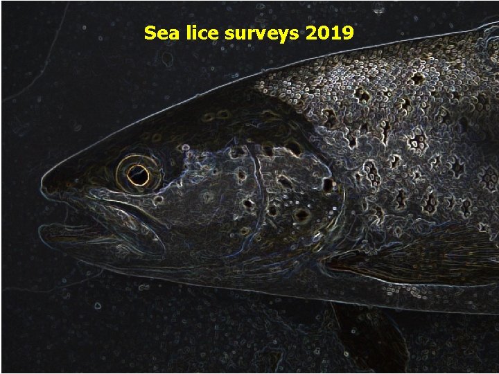 Sea lice surveys 2019 