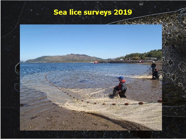 Sea lice surveys 2019 