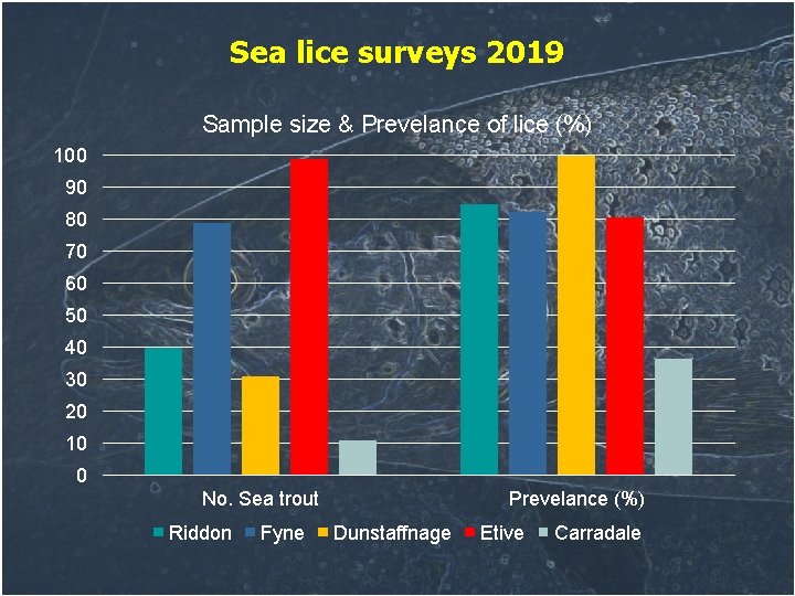 Sea lice surveys 2019 Sample size & Prevelance of lice (%) 100 90 80