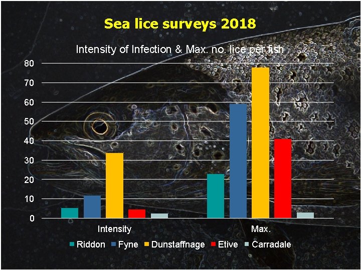 Sea lice surveys 2018 Intensity of Infection & Max. no. lice per fish 80