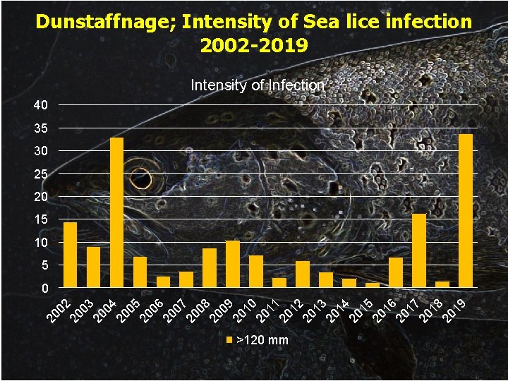 Dunstaffnage; Intensity of Sea lice infection 2002 -2019 Intensity of Infection 40 35 30