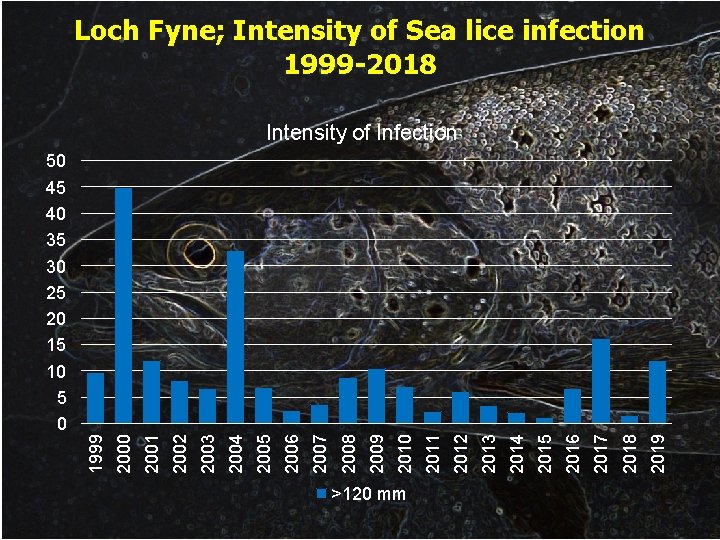 Loch Fyne; Intensity of Sea lice infection 1999 -2018 Intensity of Infection >120 mm