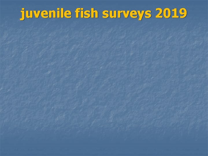 juvenile fish surveys 2019 