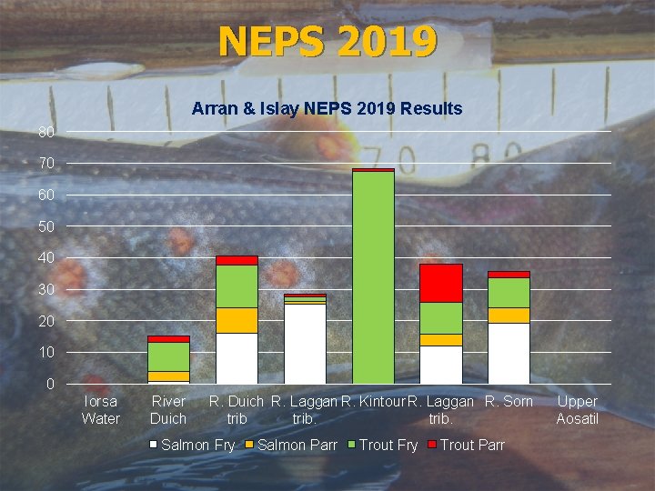 NEPS 2019 Arran & Islay NEPS 2019 Results 80 70 60 50 40 30