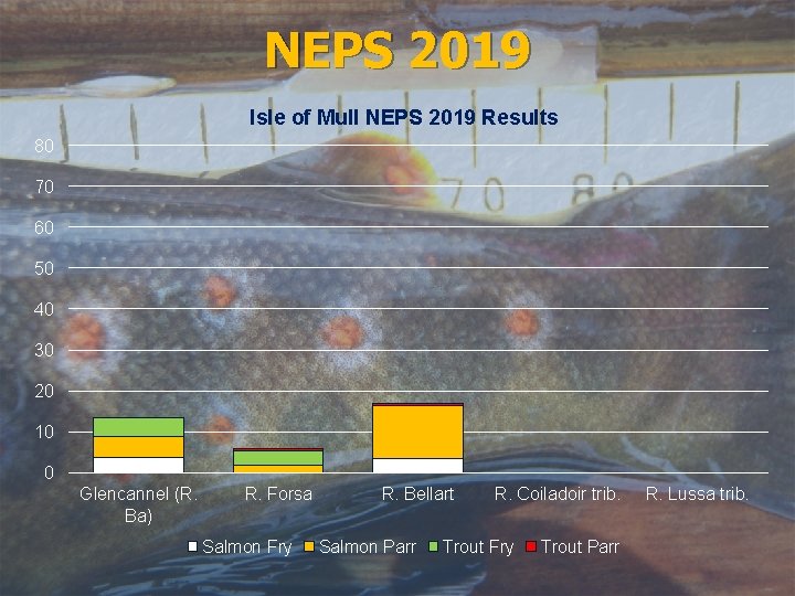 NEPS 2019 Isle of Mull NEPS 2019 Results 80 70 60 50 40 30