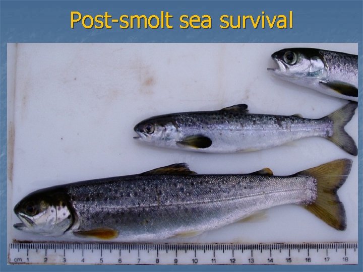 Post-smolt sea survival 