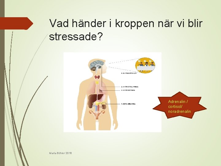 Vad händer i kroppen när vi blir stressade? Adrenalin / cortisol/ noradrenalin Maria Bühler