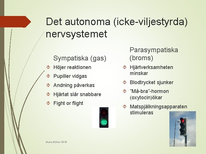 Det autonoma (icke-viljestyrda) nervsystemet Sympatiska (gas) Höjer reaktionen Pupiller vidgas Andning påverkas Hjärtat slår