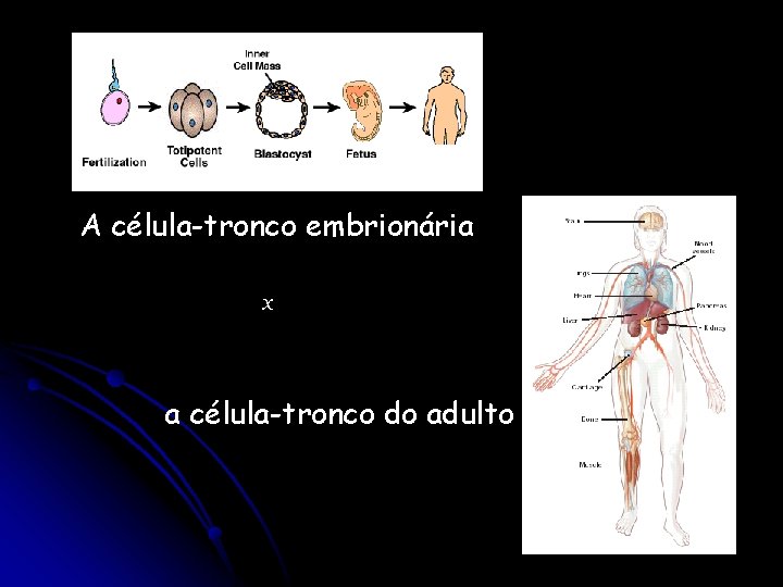 A célula-tronco embrionária x a célula-tronco do adulto 